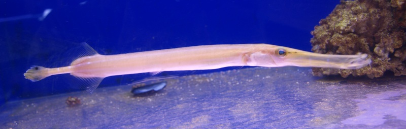 trumpet fish. Trumpet Fish (Aulostomus